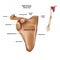 The structure of the human scapula bone with the name and description of all sites
