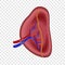 Structure of human spleen icon, realistic style