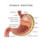 The structure of the human stomach, training medical anatomical poster for education, vector illustration.