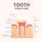 Structure of human teeth