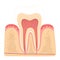 Structure of human teeth