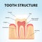 Structure of human teeth