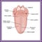 The structure of human tongue