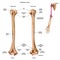 Structure of the humerus bone with the name and description of all sites.