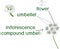 Structure of inflorescence of umbellifer plant with titles