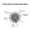 The structure of the influenza virus. Infographics. Vector illustration