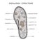 The structure of Infusoria ciliates, vector illustration, layout for posters, mockup of training pages of textbooks. Botany educat