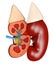 Structure of the kidney medical 3d illustration. Science medical educational material