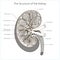 Structure of the kidney medical vector