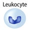 The structure of the leukocyte. Leukocyte. White blood cell immunity. Infographics. Vector illustration on isolated