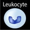 The structure of the leukocyte. Leukocyte. White blood cell immunity. Infographics. Vector illustration on isolated