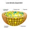 Structure of Low-density lipoprotein LDL. bad cholesterol