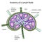 Structure of a lymph node