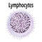 The structure of the lymphocyte. Lymphocytes blood cell. White blood cell immunity. Leukocyte. Infographics. Vector