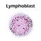 The structure of the lymphocyte. Lymphocytes blood cell. White blood cell immunity. Leukocyte. Infographics. Vector