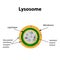 The structure of lysosomes. Infographics. Vector illustration on isolated background