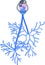 Structure of male reproductive system of Sheep liver fluke Fasciola hepatica