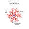 The structure of microglia. Neuron. Nerve cell. Infographics. Vector illustration on background.