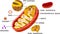 Structure of mitochondrion with ATP synthase on inner membrane and components