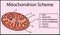 Structure mitochondrion organelle. anatomy of mitochondrion