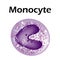 The structure of the monocyte. Monocytes blood cell. macrophage. White blood cell immunity. Leukocyte. Infographics