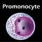 The structure of the monocyte. Monocytes blood cell. macrophage. White blood cell immunity. Leukocyte. Infographics