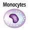 The structure of the monocyte. Monocytes blood cell. White blood cell immunity. Leukocyte. Infographics. Vector