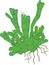 Structure of monomeric gametophyte of equisetum arvense horsetail with archegonium and antheridium