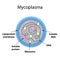 The structure of the mycoplasma. Infographics. Vector illustration on background
