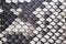 Structure natural snake skin pattern. Piton skin background. Python skin texture background. The texture of genuine leather snake