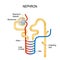 Structure of a Nephron. Formation of the urine