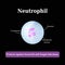 The structure of the neutrophil. Vector illustration