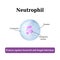 The structure of the neutrophil. Vector illustration