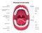 Structure of oral cavity. Human mouth anatomy