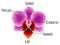 The structure of the orchid flower.