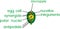 Structure of ovule of angiosperm plants with megagametophyte