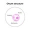 The structure of the ovum. Infographics. Vector illustration