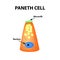 The structure of Paneth cells. Davidoff`s cell. fographics. Vector illustration on isolated background.