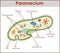 The structure of Paramecium saudatum