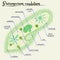 The structure of Paramecium saudatum