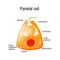 Structure of a parietal oxyntic or delomorphous cell