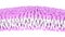 Structure of the plasma membrane of a cell. Lipids and fats