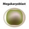 The structure of platelets. Platelets are a blood cell. myeloid, stem, cell, megakaryocyte, megakaryoblast. Infographics