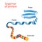 Structure of Protein from amino acid to peptide, and protein. Close-up of protein molecule