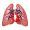 The structure of the pulmonary arteries.
