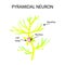 The structure of the pyromidal neuron. Nerve cell. Infographics. Vector illustration on background