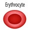 The structure of the red blood cell. Erythrocyte blood cell. The structure of the erythrocyte. Infographics. Vector