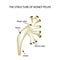 Structure of the renal pelvis. Infographics Vector illustration on isolated background