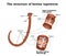 The structure of the reproductive organs of bovine tapeworm. Infographics. Vector illustration on isolated background