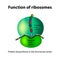 The structure of the ribosome. Functions. Infographics. Vector illustration on isolated background